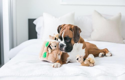 Outward Hound - іграшка Аутвард Хаунд Білка-Схованка для собак 11,5х10,5 см (oh31001)