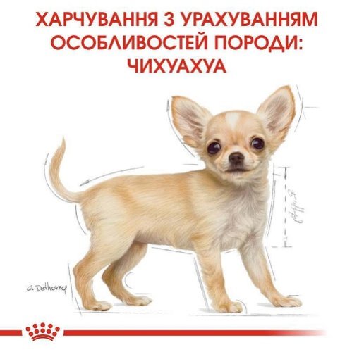 Акція! Royal Canin Chihuahua Puppy - корм Роял Канін для цуценят породи Чихуахуа з м'ясом птиці 1,5 кг + подарунок (11935)