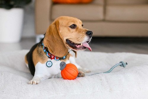 Мячик для собак Collar Liker Корд на шнуре, диаметр 5 см