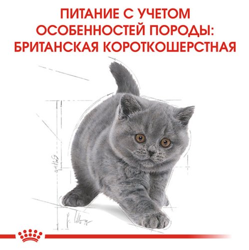 Royal Canin British Shorthair Kitten - корм Роял Канін для кошенят британських короткошерстих 400 г (2566004) 