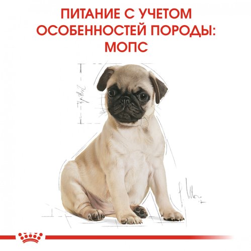 Royal Canin Pug Junior - корм Роял Канин для щенков мопсов 1,5 кг (41300151)
