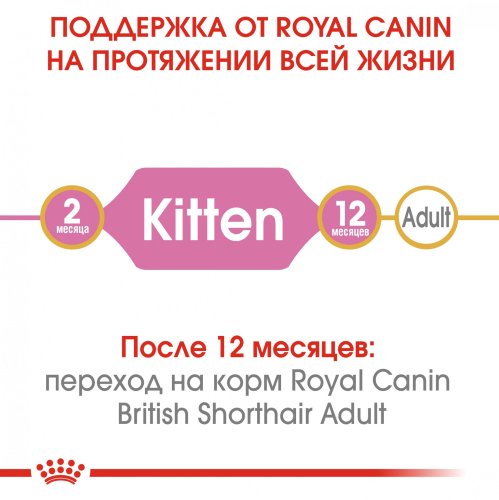 Royal Canin British Shorthair Kitten - корм Роял Канін для кошенят британських короткошерстих 10 кг (2566100) 